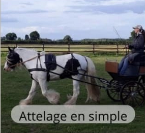 Attelage en paire