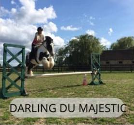 Darling du Majestic