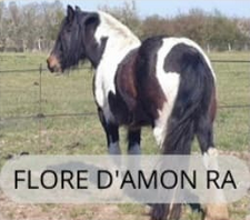 Flore d'Amon RA