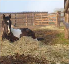 Cheval matin brumeux